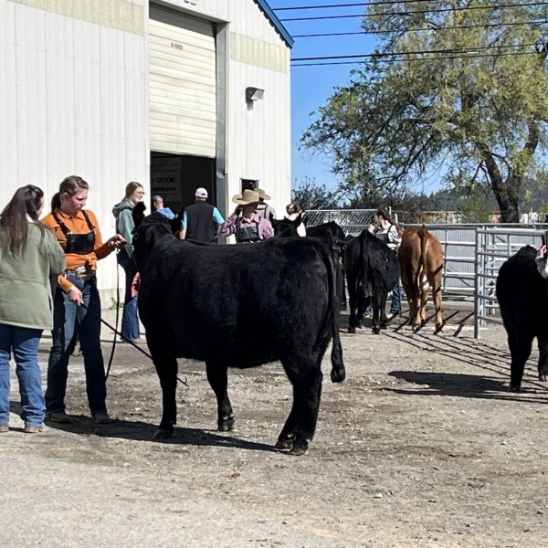 Jr. Livestock Show Spokane 4H – FFA Young adult sponsor, animal purchase 2024