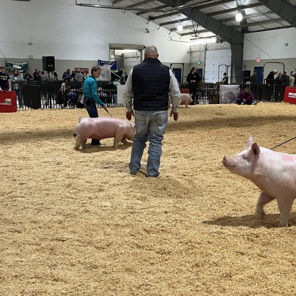 Jr. Livestock Show Spokane 4H – FFA Young adult sponsor, animal purchase 2024