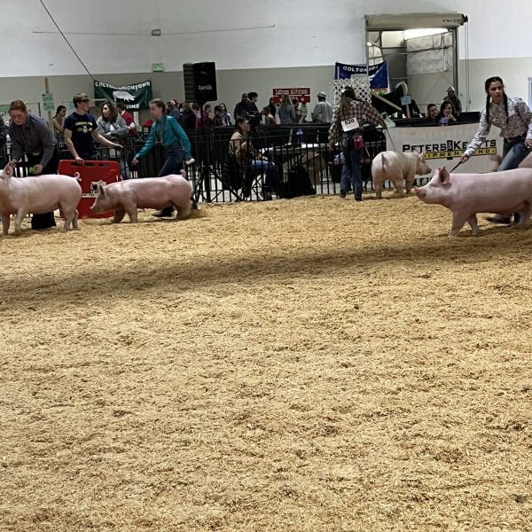 Jr. Livestock Show Spokane 4H – FFA Young adult sponsor, animal purchase 2024