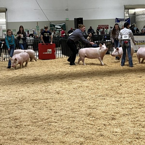 Jr. Livestock Show Spokane 4H – FFA Young adult sponsor, animal purchase 2024