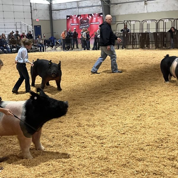 Jr. Livestock Show Spokane 4H – FFA Young adult sponsor, animal purchase 2024